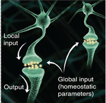 « Neurosciences Applications »