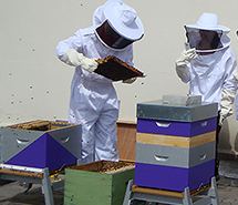 Les abeilles ventilent à Mines Saint-Étienne !

