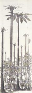 Planche de Cyrille Grand’Eury, 1877 © MINES Saint-Étienne