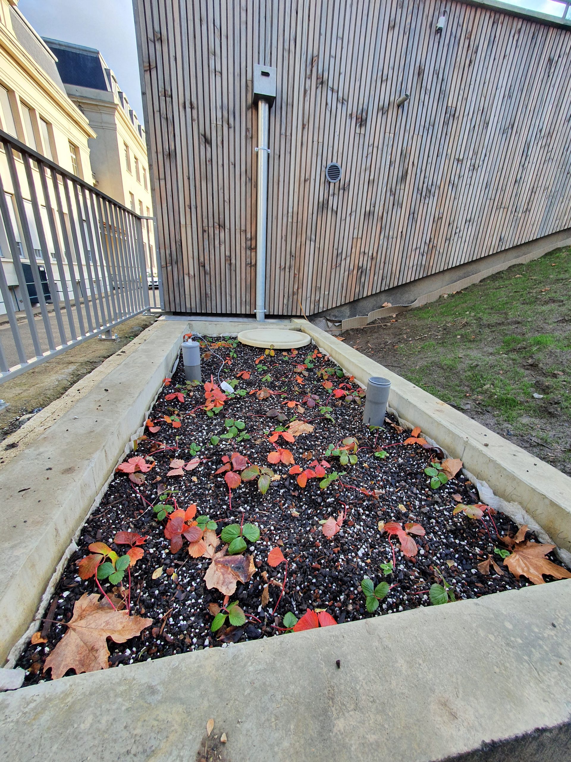Photo du jardin de pluie qui permet d'extraire de l'eau de façon durable pour l'arrosage des plantes.