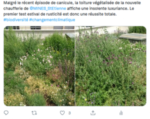 Capture d'écran du poste LinkedIn qui montre des photos du toit végétalisé avec des espèces végétales rustiques qui favorisent la biodiversité.