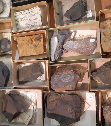 Fossils and Geological Samples Stored in Boxes