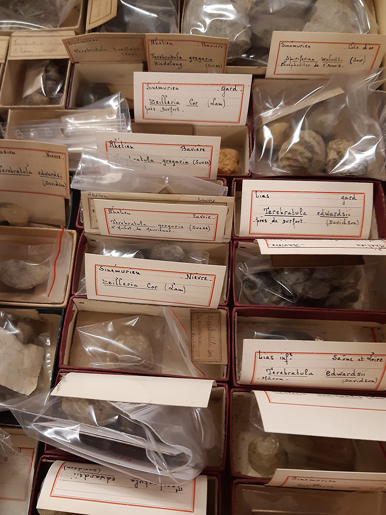 Carefully Labelled Fossil Collection in Boxes