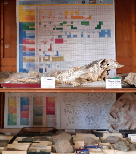 Fossil Skull and Other Geological Samples in a Showcase