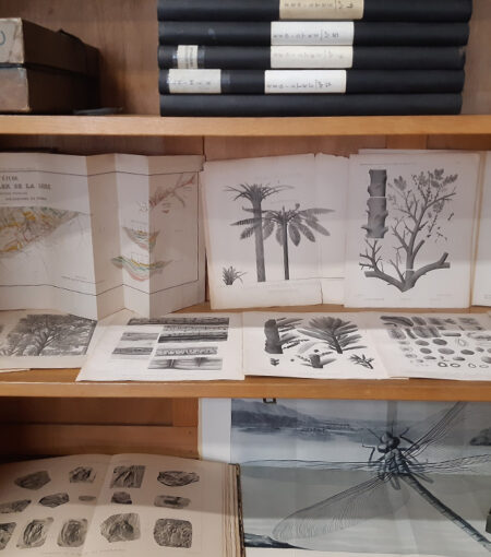Illustrated Plates of Fossil Plants
