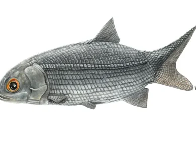 300 Million Years Later, an Unknown Fish Resurfaces at Mines Saint-Étienne!