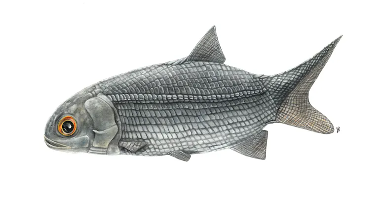 300 millions d’années plus tard, un poisson inconnu refait surface à Mines Saint-Étienne !