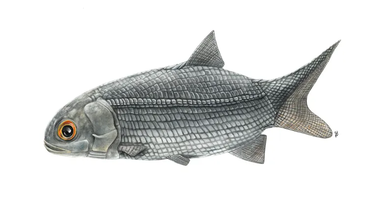 300 millions d’années plus tard, un poisson inconnu refait surface à Mines Saint-Étienne !